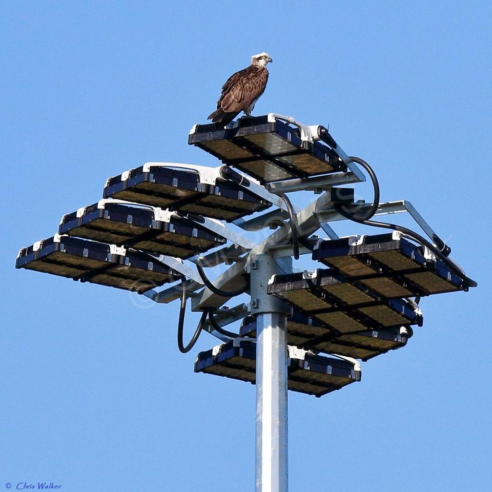 Henry Ziegenfusz Park Cleveland
